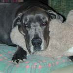 Teddy pillow