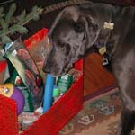 Party Dog