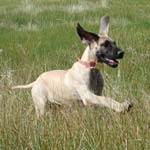 Splendor in the grass