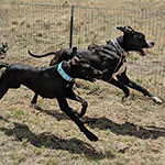 Running with the pack