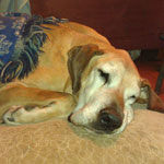 Visions of sugarplums